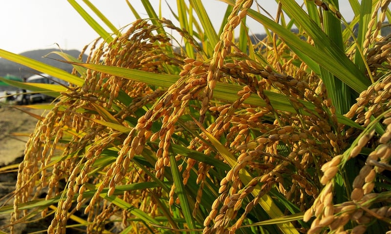 Farm-to-Table Tours
